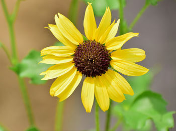 Close-up of yellow flower