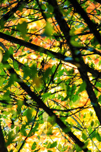 Low angle view of tree