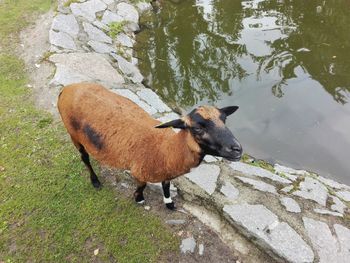 High angle view of horse standing in water