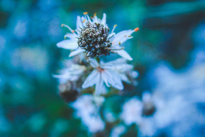 Close-up of purple flowering plant