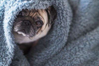 High angle portrait of dog wrapped in blanket