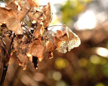 Close-up of dry flowers on tree