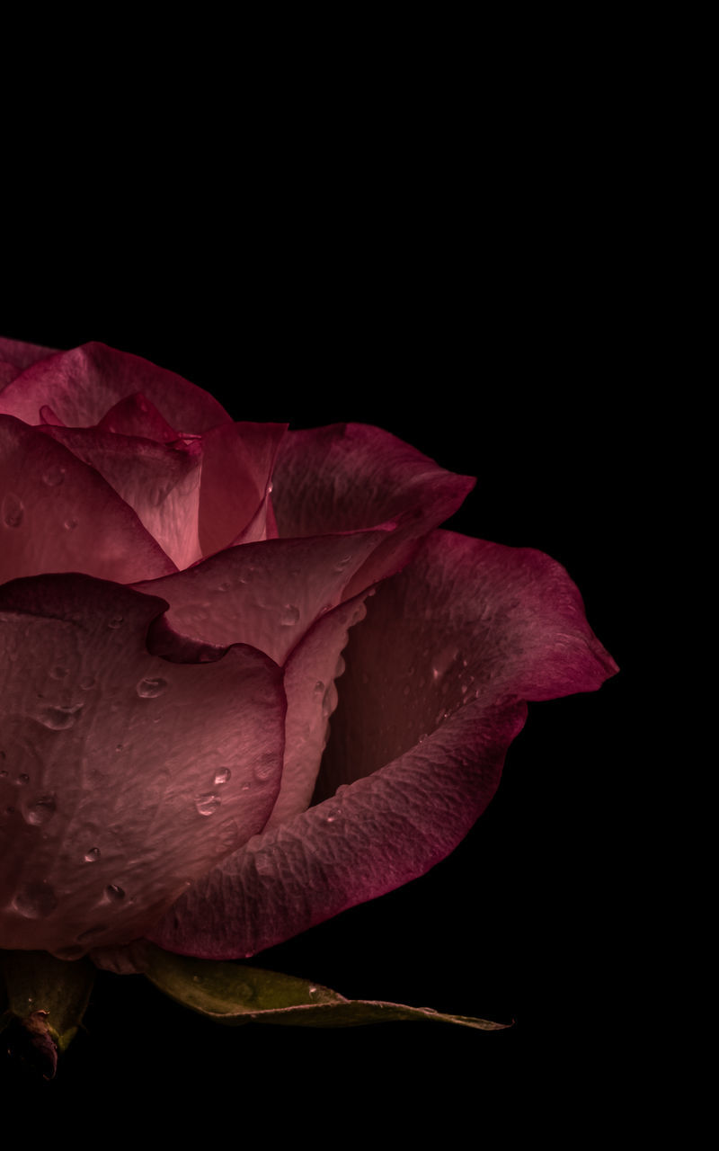 flower, black background, pink, plant, red, petal, studio shot, rose, close-up, purple, beauty in nature, leaf, macro photography, flowering plant, freshness, darkness, fragility, nature, no people, inflorescence, flower head, indoors, plant part, growth, still life photography, drop, copy space, water, garden roses