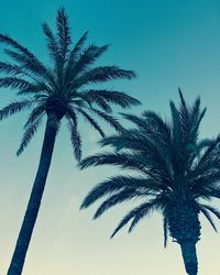 Low angle view of palm tree against clear sky