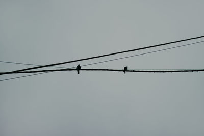 Low angle view of birds perching on cable against sky