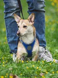 Full length of dog on field