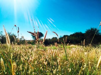 Scenic view of grassy field against cloudy sky