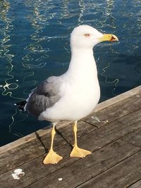 Seagull flying over water