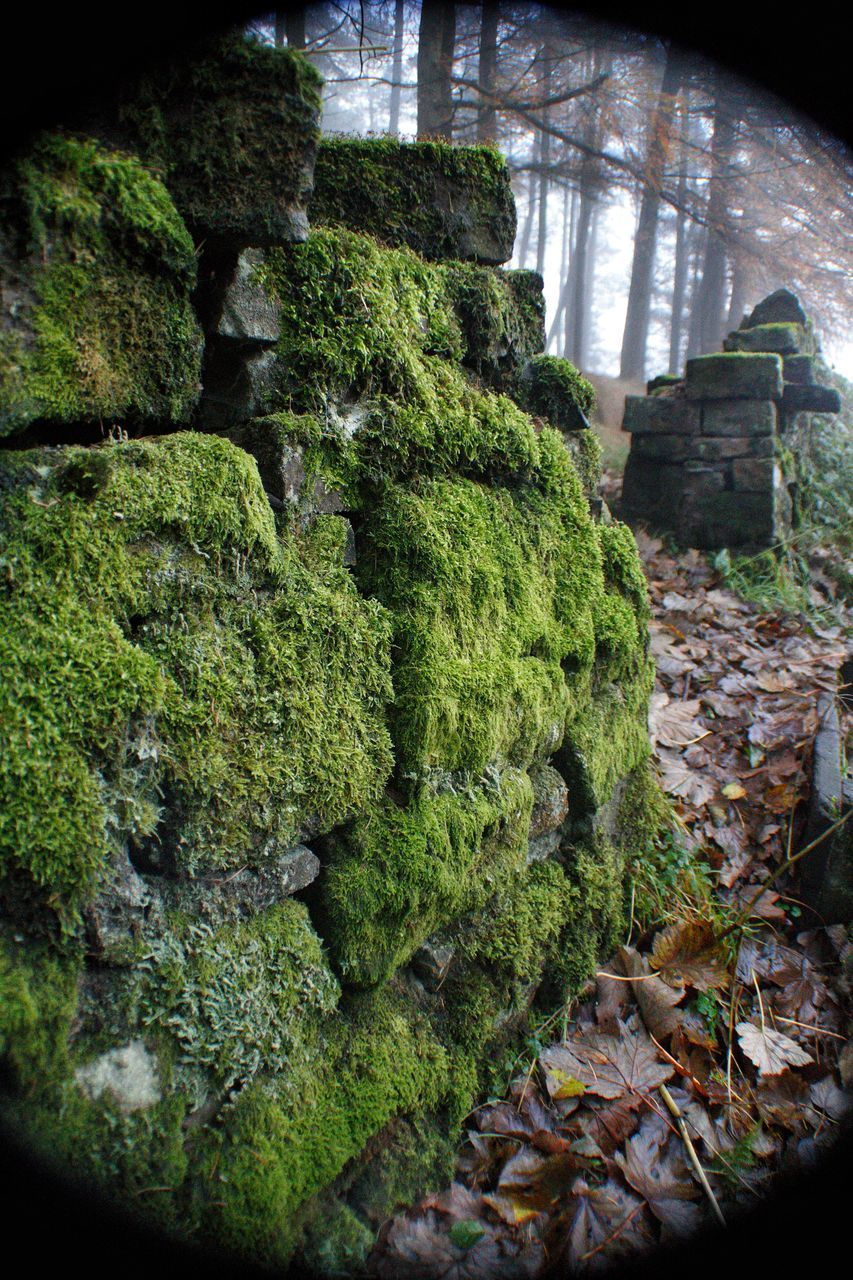 CLOSE-UP OF MOSS GROWING ON ROCK