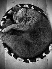 High angle view of cat sleeping