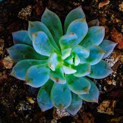 High angle view of succulent plant