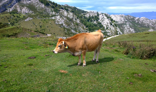 Cow standing on grassy field by mountains