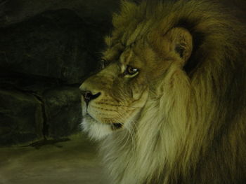 Lion resting in cave