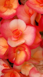 Full frame of red flower