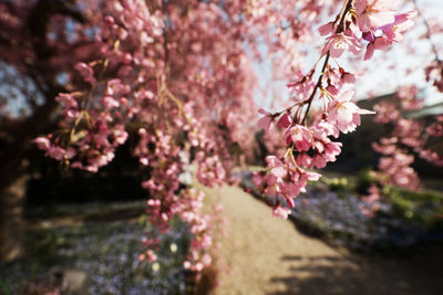 Close-up of pink cherry blossoms in spring