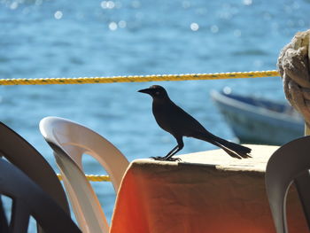 Close-up of bird perching against sky