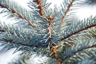 Close-up of pine tree branch during winter