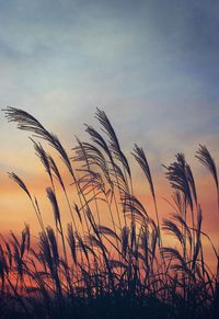 Close-up of silhouette plants against sunset sky