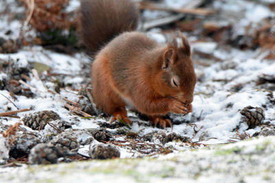 Eurasian red squirrel on snow covered field during winter