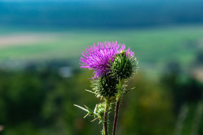 Close-up of thistle flowers