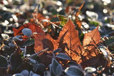 Close-up of autumn leaves