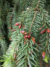 Low angle view of leaves on tree