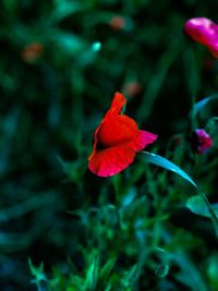 Close-up of red rose flower