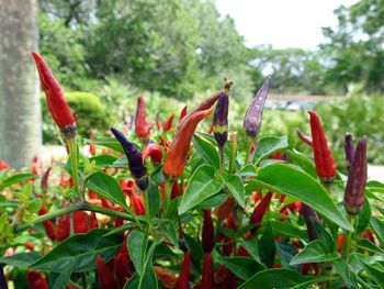 Close-up of red plant against trees