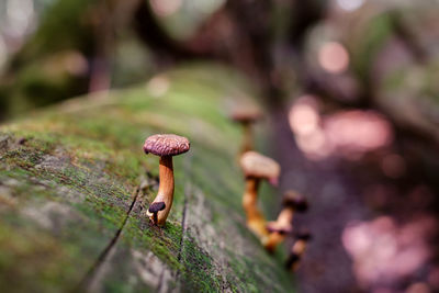 A group of mushrooms in the woods