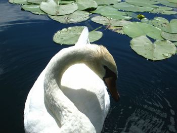 Close-up of swan floating on lake