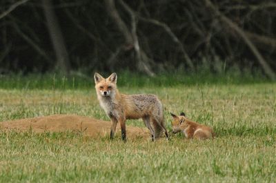 Fox on grassy field