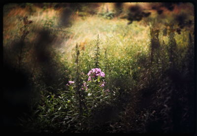 Close-up of purple flowers blooming in field