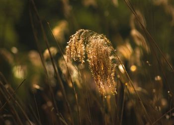 Close-up of wilted flower on field