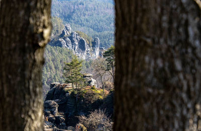 Trees growing on rocks in forest