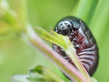 Close-up of insect on plant