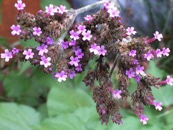 Close-up of purple flowers growing on plant