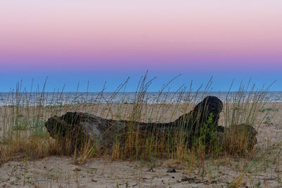 Plants growing on beach against clear sky