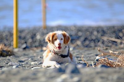 Portrait of dog on beach