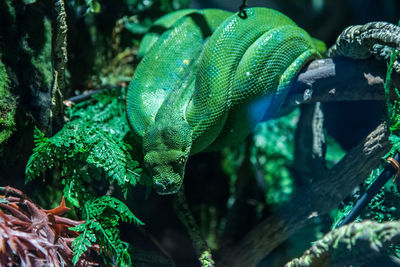 Close-up of green lizard in aquarium