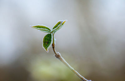Close-up of plant