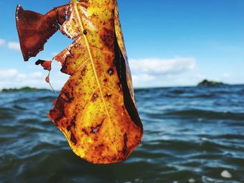 Close-up of leaf on beach against sky