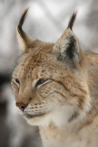 Close-up of lynx looking away