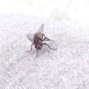 Close-up of housefly