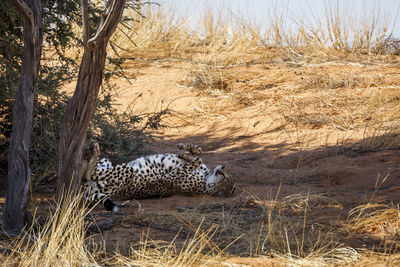 Cheetah in forest