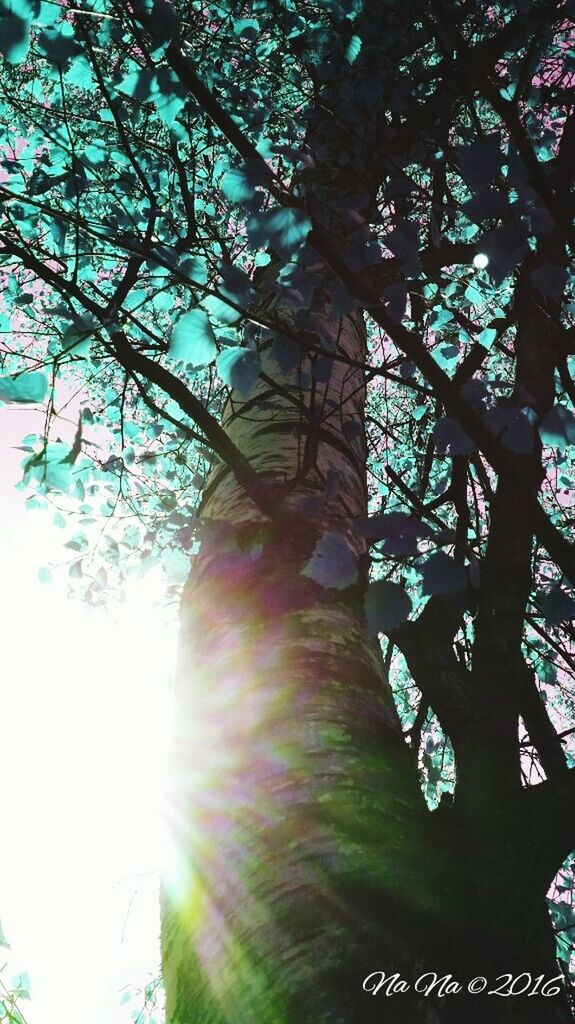 LOW ANGLE VIEW OF TREES AGAINST SKY