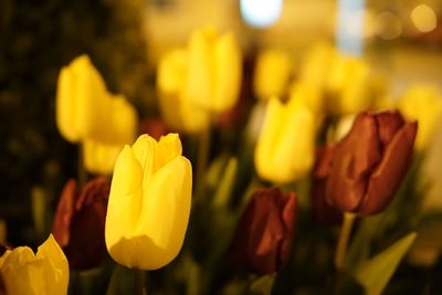 Close-up of yellow flowers blooming outdoors