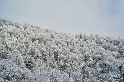 Low angle view of white flowering plant against sky during winter