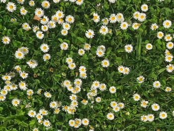 High angle view of flowering plants on field