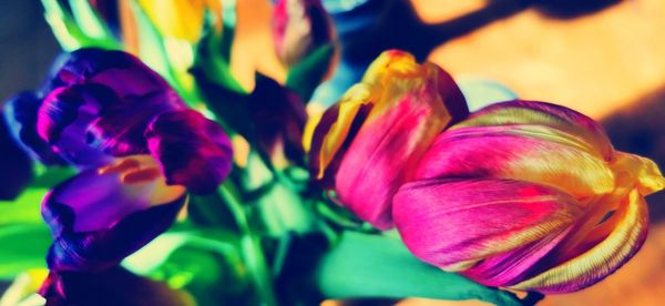 Close-up of pink tulips