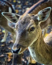 Portrait of a deer